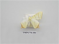 藏品(尺蛾325)的圖片